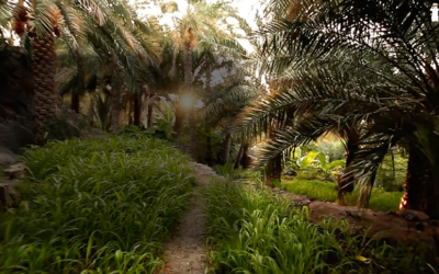 مال بن غصن في العراقي
