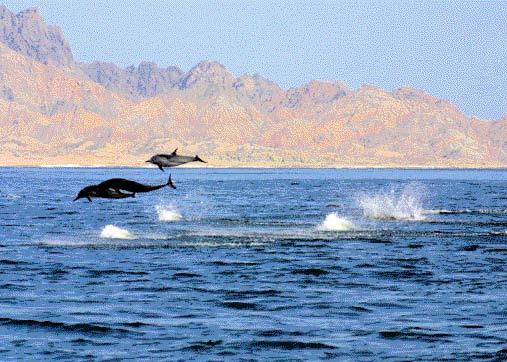 حكايات في البيئة – الوقفة الثانية