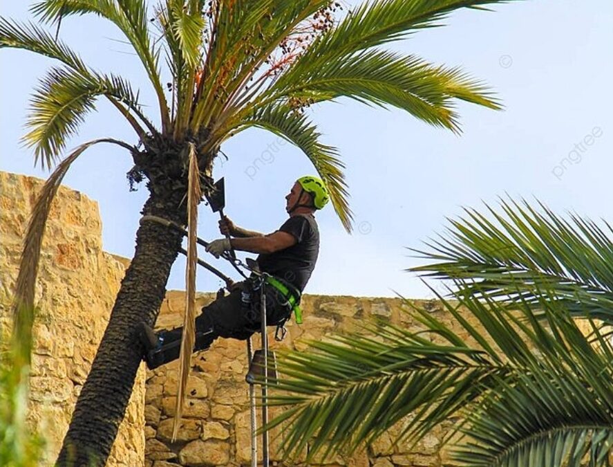 الانسان والنخلة